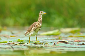 Art view of nature. Heron from march. Heron from Asia. Indian Pond Heron, Ardeola grayii grayii, in the nature swamp habitat, Sri Lanka. Bird in the green flower in march. Brown heron from Asia