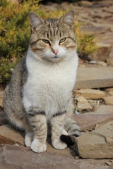 Naklejka na ściany i meble cat sitting on stone