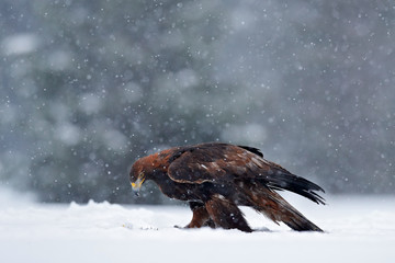 Snow winter with eagle. Bird of prey Golden Eagle with kill hare in winter with snow. Wildlife scene from Sweden nature. Bird feeding catch in the snow. Cold winter with eagle. Beautiful snowflakes.