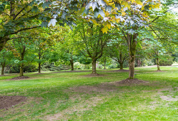 Naklejka premium Green Park in Spring