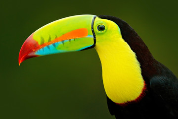 Portrait de détail du toucan. Portrait de Bill toucan. Bel oiseau au gros bec. Toucan. Oiseau à gros bec Châtaigne-mandibule assis sur la branche sous une pluie tropicale avec fond de jungle verte, Costa Rica.