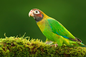 Brown-hooded Parrot, Pionopsitta haematotis, portrait light green parrot with brown head. Detail close-up portrait bird.  Bird from Central America. Wildlife scene, tropic nature. Bird from Costa Rica