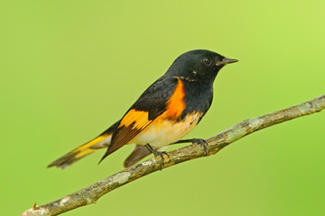 American redstart, Setophaga ruticilla, New World warbler from Mexico. Tanager in the nature habitat. Wildlife scene from tropic nature. Birdwatching in South America. Black head with orange body.