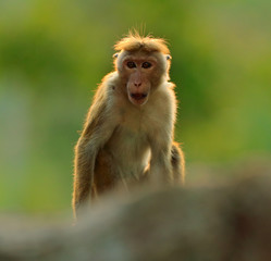 Toque macaque, Macaca sinica, monkey with evening sun. Macaque in nature habitat, Sri Lanka. Detail of monkey, Widlife scene from Asia. Beautiful forest background. Monkey hidden in the grass.