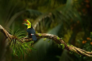 Fotobehang Kielsnaveltoekan, Ramphastos sulfuratus, vogel met grote open snavel. Toucan zittend op de tak, bos, Boca Tapada, groene vegetatie, Costa Rica. Natuurreizen, Midden-Amerika. Bomen met vogel. © ondrejprosicky