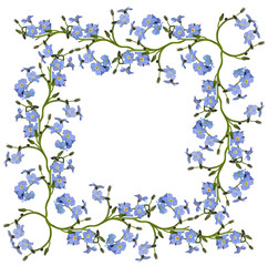 blue forget-me-not flowers wide frame on white