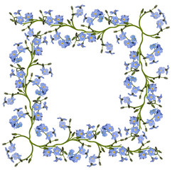 Fototapeta premium blue forget-me-not flowers wide frame on white