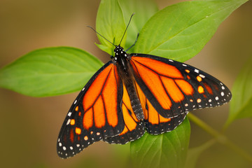 Beautiful butterfly Metamorpha stelenes in nature habitat, from Costa Rica. Butterfly in the green forest. Nice insect sitting on the leave. Butterfly from Costa Rica.