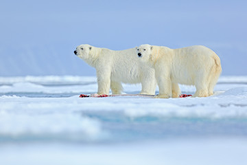 Wildlife scene from Arctic nature with two big polar bear. Couple of polar bears tearing hunted bloody seal skeleton in Svalbard. Cold winter with snow and ice in ocean. Sea animalism with dead seal.