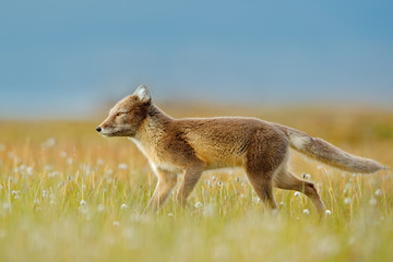 Fox in grass meadow with flowers, Svalbard, Norway. Beautiful animal in the bloom field. Running fox. Wildlife action scene from Norway. Arctic Fox, Vulpes lagopus, in the nature habitat.