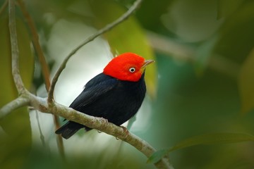Red-capped Manakin, Pipra mentalis, rare bizar bird, Nelize, Central America. Forest bird, wildlife scene from nature. Black Manakin with red cap. Birdwatching in Belize. Black bird with red head.