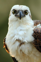 Obraz premium Bird of prey Osprey, Pandion haliaetus, feeding catch fish, Belize. Detail face portrait of osprey in evening light. Bird big eye, Florida, USA