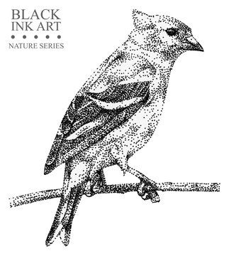 Illustration With Bird Siskin Drawn By Hand With Black Ink. Graphic Drawing, Pointillism Technique. Floral Element For Design.