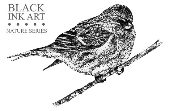 Illustration with bird Redpoll drawn by hand with black ink. Graphic drawing, pointillism technique. Floral element for design.