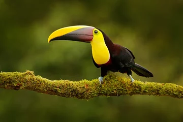 Fototapeten Toucan in the nature. Back sun light. Chesnut-mandibled Toucan sitting on the branch in tropical rain with green jungle background. Wildlife scene from nature, beautiful bird with big bill, Mexico © ondrejprosicky