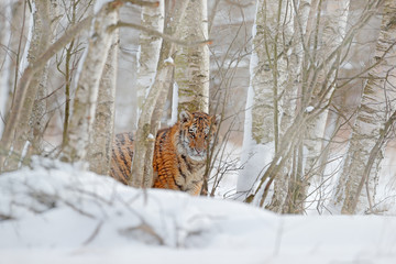 Naklejka premium Running tiger with snowy face. Tiger in wild winter nature. Amur tiger running in the snow. Action wildlife scene, danger animal. Cold winter, tajga, Russia. Snowflake with beautiful Siberian tiger.