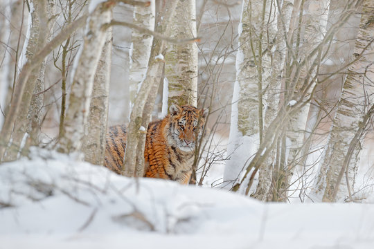 Running tiger with snowy face. Tiger in wild winter nature.  Amur tiger running in the snow. Action wildlife scene, danger animal. Cold winter, tajga, Russia. Snowflake with beautiful Siberian tiger.