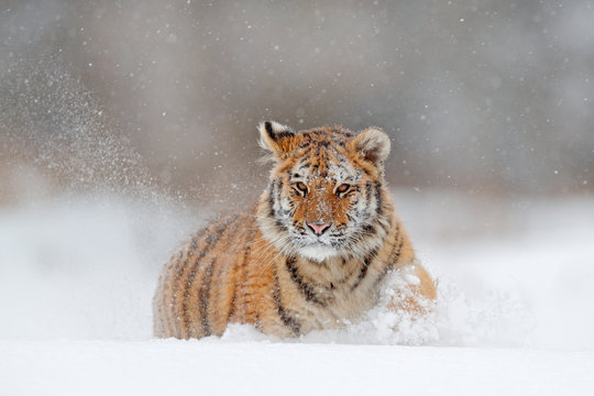 Running tiger with snowy face. Tiger in wild winter nature.  Amur tiger running in the snow. Action wildlife scene, danger animal. Cold winter, tajga, Russia. Snowflake with beautiful Siberian tiger.