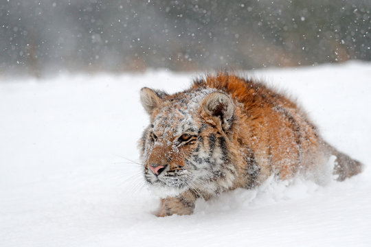 Running tiger with snowy face. Tiger in wild winter nature.  Amur tiger running in the snow. Action wildlife scene, danger animal. Cold winter, tajga, Russia. Snowflake with beautiful Siberian tiger.