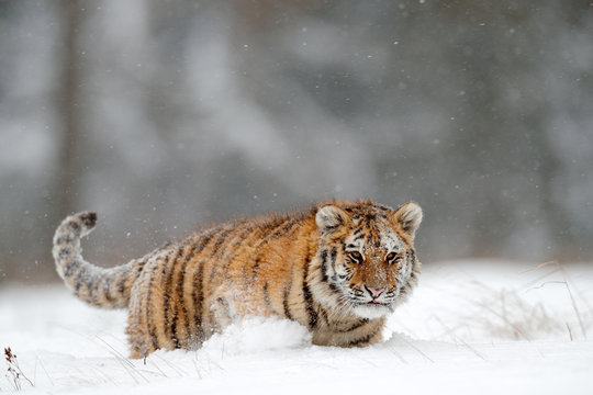 Running tiger with snowy face. Tiger in wild winter nature.  Amur tiger running in the snow. Action wildlife scene, danger animal. Cold winter, tajga, Russia. Snowflake with beautiful Siberian tiger.