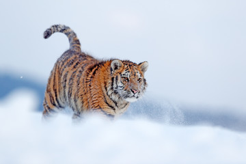 Running tiger with snowy face. Tiger in wild winter nature.  Amur tiger running in the snow. Action wildlife scene, danger animal. Cold winter, tajga, Russia. Snowflake with beautiful Siberian tiger.