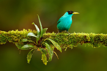Green Honeycreeper, Chlorophanes spiza, exotic tropic malachite green and blue bird form Costa Rica. Tanager from tropic forest. Close-up portrait of nice animal in habitat. Detail of beautiful bird.