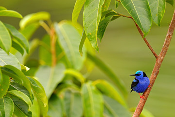 Red-legged Honeycreeper, Cyanerpes cyaneus, exotic tropic blue bird with red leg from Costa Rica. Tinny songbird in the nature habitat. Colour bird in the forest. Tanager birdwatching in South America