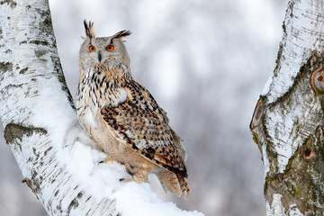 Winter scene with owl. Big Eastern Siberian Eagle Owl, Bubo bubo sibiricus, sitting on hillock with snow in the forest. Birch tree with beautiful animal. Bird from Russia winter. Snow covered bird.