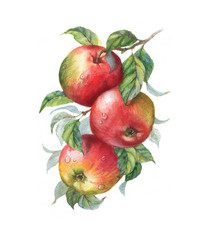 Ręcznie rysowane akwarela ilustracja słodkie dojrzałe jabłka na gałęzi. Rysunek smacznej świeżej zdrowej żywności. Na białym tle clipart. Owoce i liście jabłek - 140788074