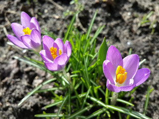 Beautiful spring purple crocuses