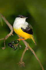 White-collared Manakin, Manacus candei, rare bizar bird, Nelize, Central America. Forest bird, wildlife scene from nature. White and yellow Manakin with blck cap. Birdwatching in Belize