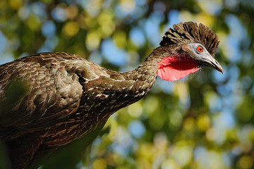 Crested Guan, Penelope purpurascens, Tikal, Guatemala. Wildlife animal scene from nature. Birdwatching in Central America. Rare bird from forest. Wildlife scene, tropic nature. Bird with crest.