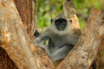 Common Langur, Semnopithecus entellus, monkey sitting in grass, nature habitat, Sri Lanka. Feeding scene with langur. Wildlife of Sri Lanka. Monkey in nature habitat, clear background and foreground.