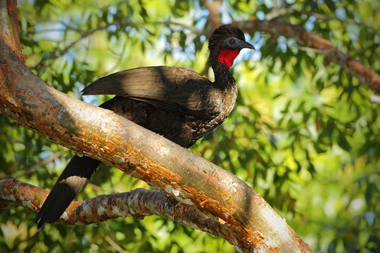 Crested Guan, Penelope purpurascens, Tikal, Guatemala. Wildlife animal scene from nature. Birdwatching in Central America. Rare bird from forest. Wildlife scene, tropic nature. Bird with crest.