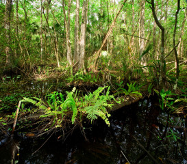Ferns on Fallen Log in Florida Everglades