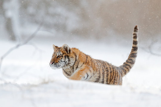 Tiger in snow
