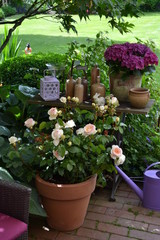 Duftrose im Topf auf der Terrasse