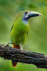 Blue-throated Toucanet, Aulacorhynchus prasinus, green toucan bird in the nature habitat, exotic animal in tropical forest, Mexico. Wildlife scene from nature. Exotic bird in the tropic forest.