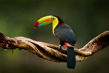 Keel-billed Toucan, Ramphastos sulfuratus, bird with big bill. Toucan sitting on branch in the forest, Guatemala. Nature travel in central America. Beautiful bird in nature habitat, green moss branch.
