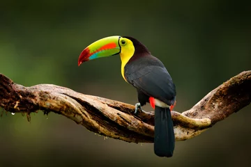 Printed kitchen splashbacks Toucan Keel-billed Toucan, Ramphastos sulfuratus, bird with big bill. Toucan sitting on branch in the forest, Guatemala. Nature travel in central America. Beautiful bird in nature habitat, green moss branch.