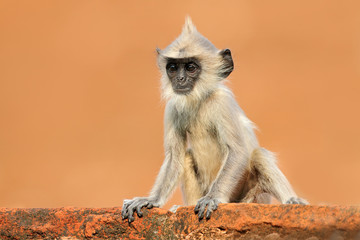 Young monkey on the orange wall. Wildlife of Sri Lanka. Common Langur, Semnopithecus entellus, monkey on the orange brick building, nature habitat, Sri Lanka. Urban wildlife. Monkey with long tail.
