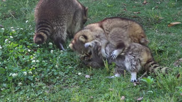 raccoon playing and fighting