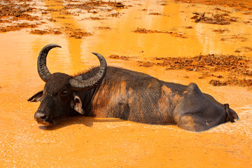 Asian water buffalo, Bubalus bubalis, in brown water pond. Wildlife scene, summer day with river. Big animal in the nature habitat. Bull swimming in the lake. Water buffalo in Yala, Sri Lanka