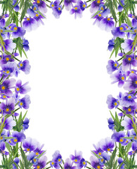 frame from lilac pansy flowers on white