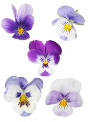 Papier Peint photo Lavable Pansies ensemble de cinq fleurs de pensée isolées