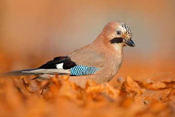 Portrait of nice bird Eurasian Jay, Garrulus glandarius, with orange fall down leaves and morning sun during autumn. Close-up portrait of jay. Orange forest leaves with beautiful bird.