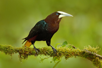 Chesnut-headed Oropendola, Psarocolius wagleri, portrait of exotic bird from Costa Rica, brown with black head and yallow bill, clear green background. Wildlife scene from tropic nature, birdwatching.