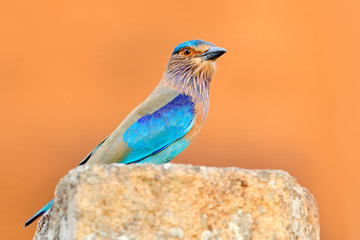 Nice colour light blue bird Indian Roller sitting on the stone  with orange background. Birdwatching in Asia. Beautiful colour bird in the nature habitat. Detail of bird. Indian Roller from Sri Lanka.