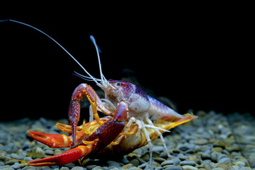 lobster