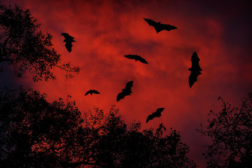 Night wildlife with bats. Giant Indian Fruit Bat, Pteropus giganteus, on red sunset dark sky. Flying mouses in the nature habitat, Yala National Park, Sri Lanka. horror scene with nocturnal animals.